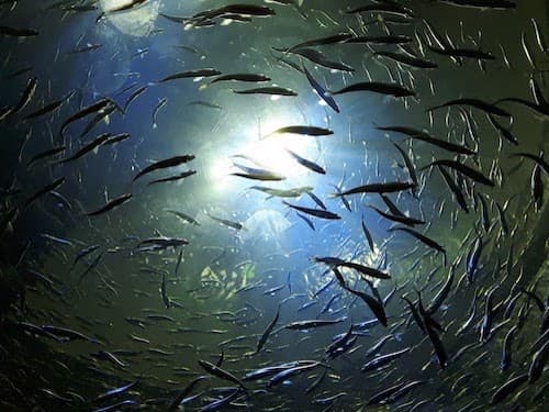 Bottom of the Sea View